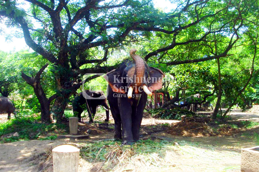 Krishnendhu Services Guruvayur